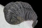 Bargain, Morocops Trilobite - Bumpy Shell #76963-4